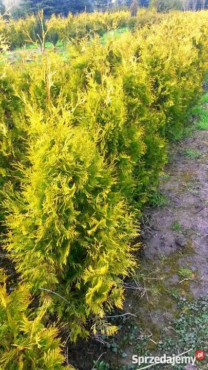 Tuja Europe Gold złotożółta tuja Kraków Proszowice