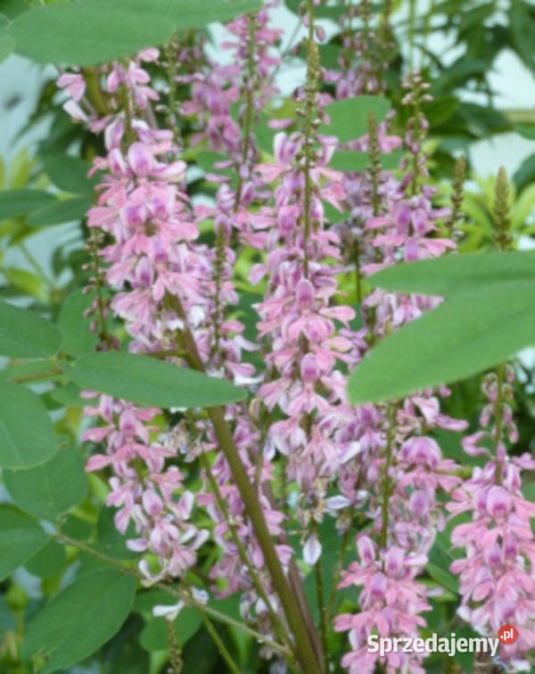 INDYGOWIEC Indigofera amblyantha NASIONA 500