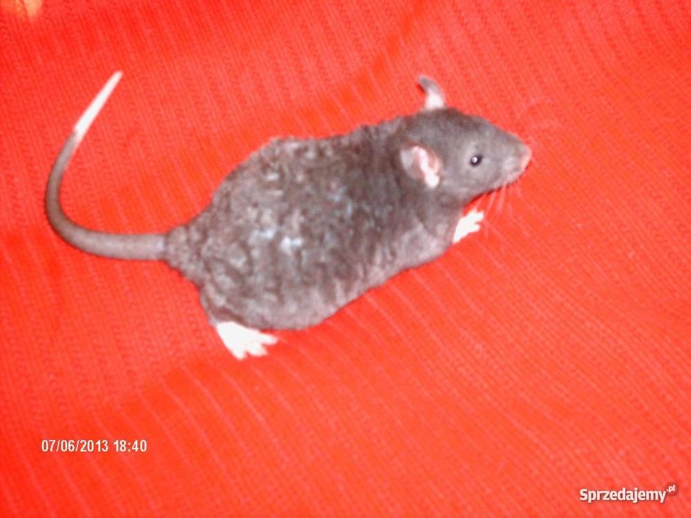 Wielkoszczurki Okazyjna sprzedam