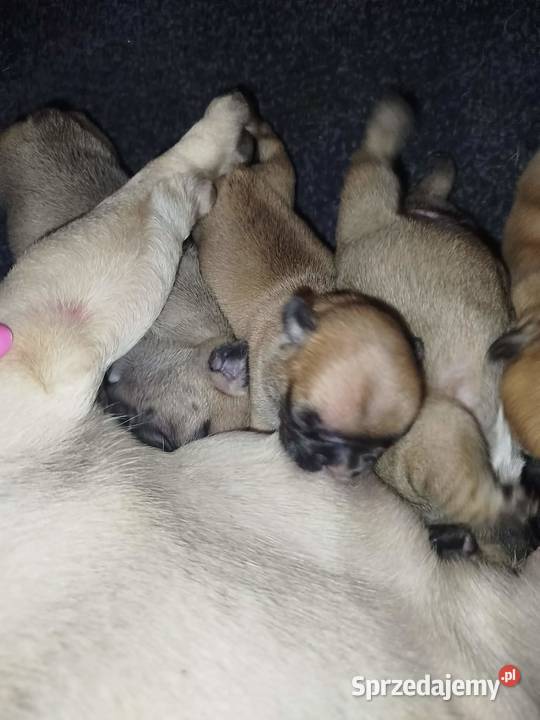Buldog francuski szczeniaki Warszawy Płońsk sprzedam