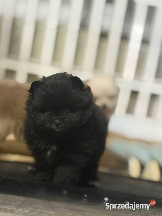 Szpic miniaturowy Pomeranian suczka Gorzów Wielkopolski