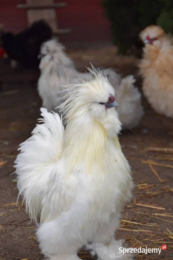 Jajka lęgowe stadzie ze zdjęć Łochów sprzedam
