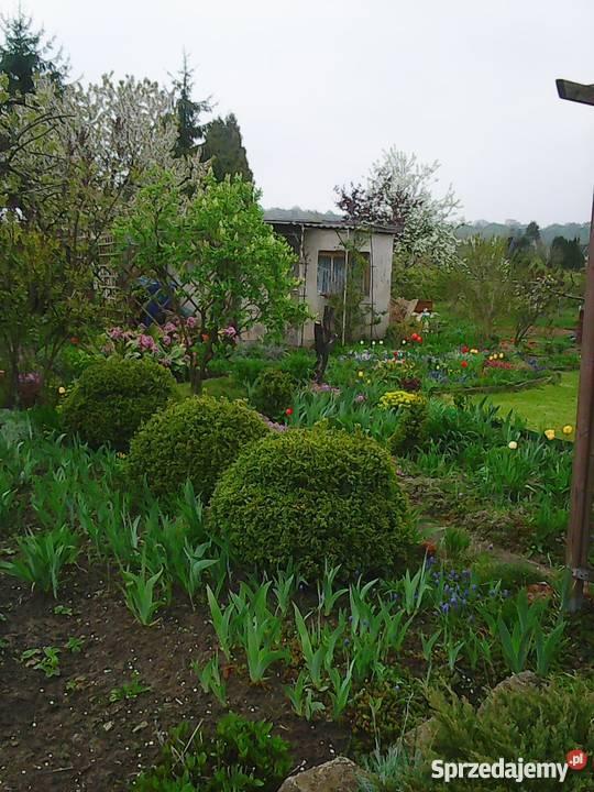 działka rekreacyjna Kwidzyn