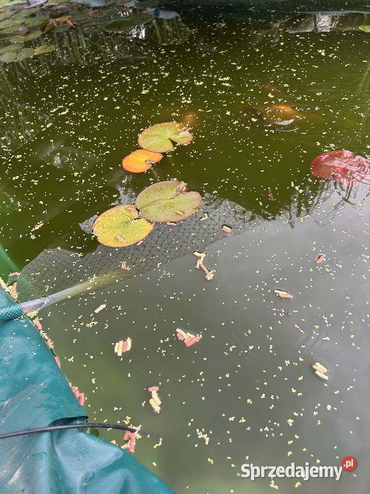 Narybek karasi koi Bonarówka