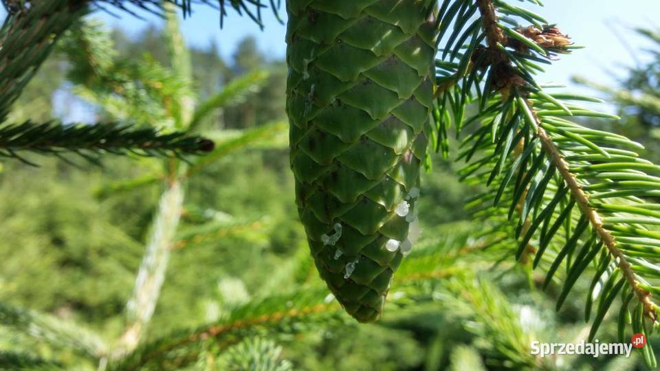 Hurtowa sprzedaż choinek Plantacja Rezerwat Świerzno