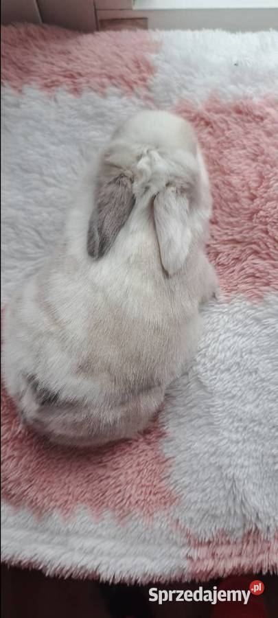 Króliczki mini lop wielkopolskie Miejska Górka