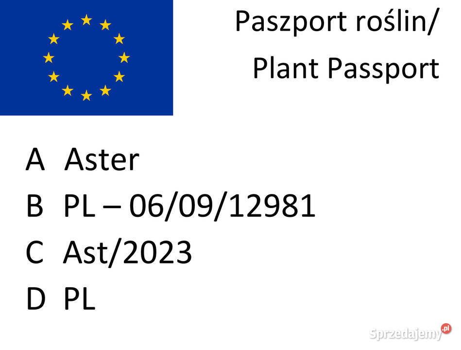 Aster Marcinek fioletowy niski wieloletni Lublin