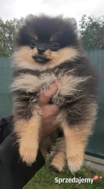 Szpic miniaturowy pomeranian sunia Pabianice