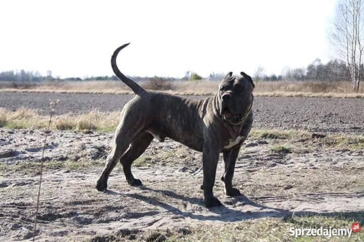 Szczeniaki DOGO CANARIO Dolina Rosy FCI