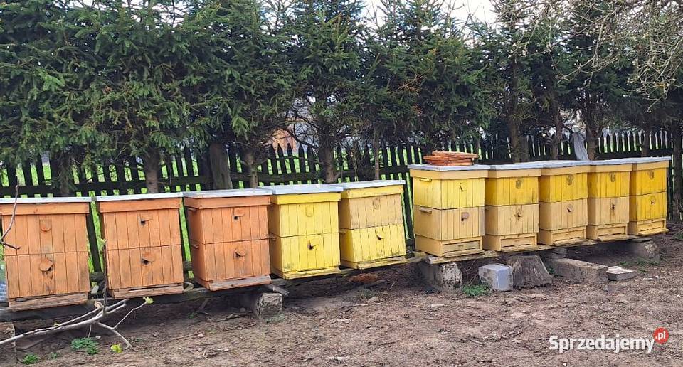 Sprzedam ule wielkopolskie z rodzinami Trzemeszno Lubuskie