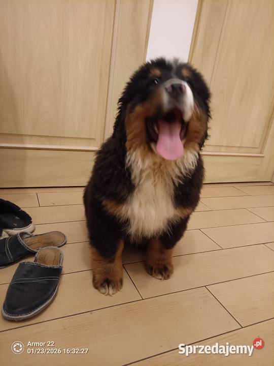 Piesek Berneński Pasterski