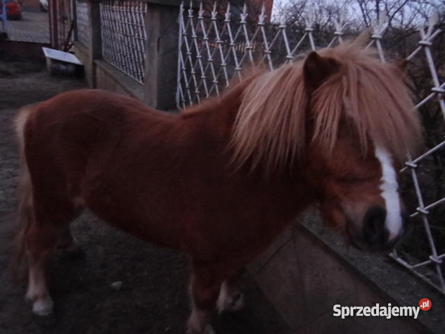 kucyk ogierek Kalisz sprzedam