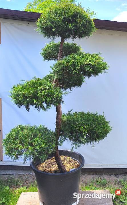 Bonsai Niwaki Jałowiec Kuriwao Gold Medynia Łańcucka sprzedam