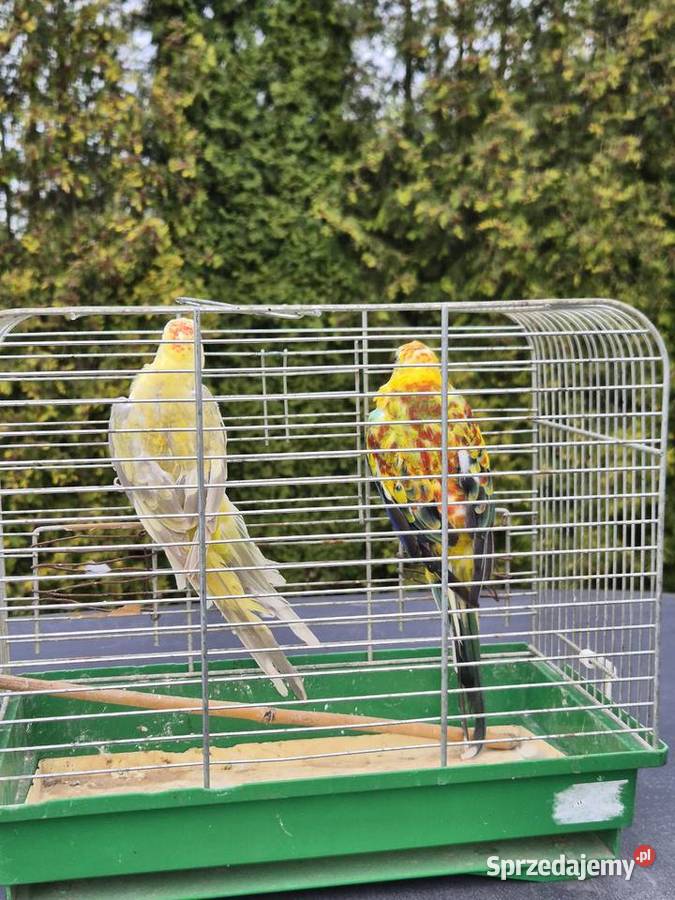 ŚWIERGOTKI SELEDYNOWE Stary Broniszew