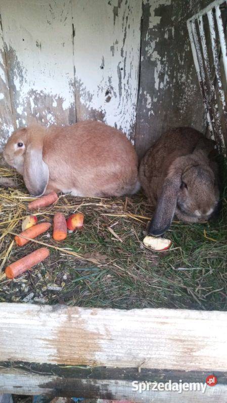 Sprzedam króliki z własnej hodowli Ropczyce