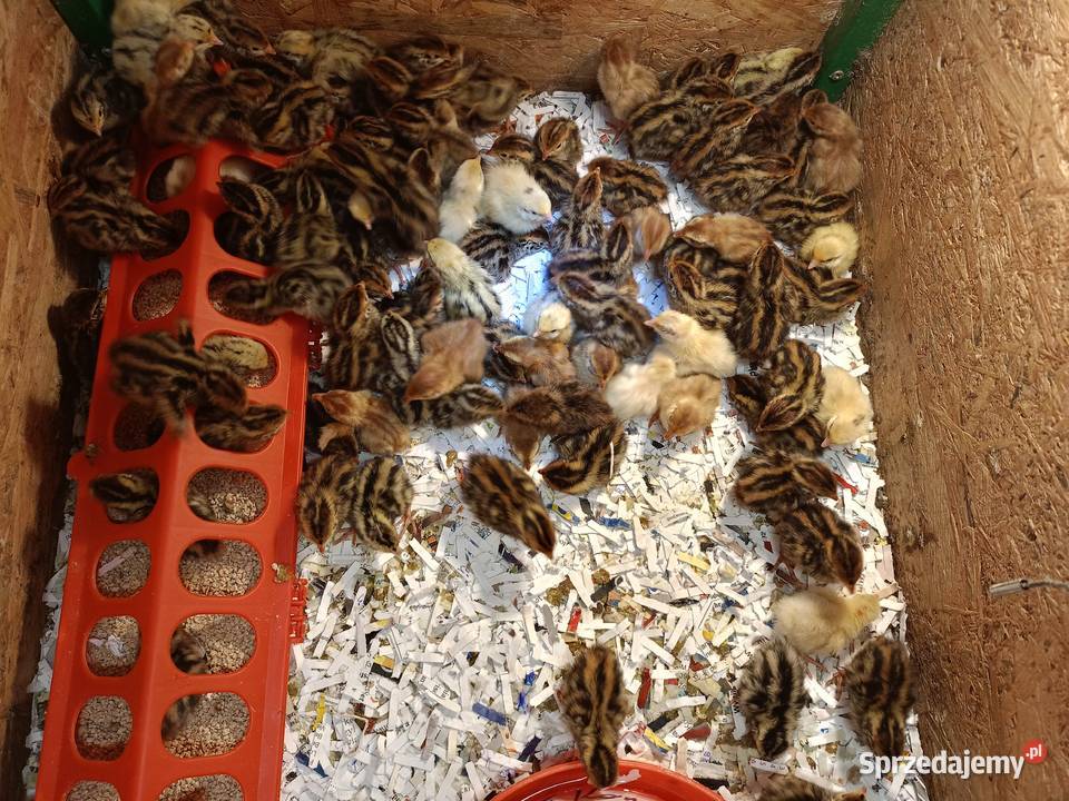 Jaja lęgowe przepiórcze Kalej sprzedam