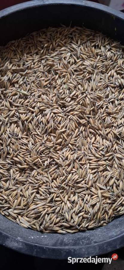 Sprzedam owies łódzkie Skłóty