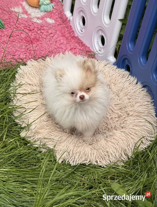 Szpic miniaturowypomeranian Zrębice