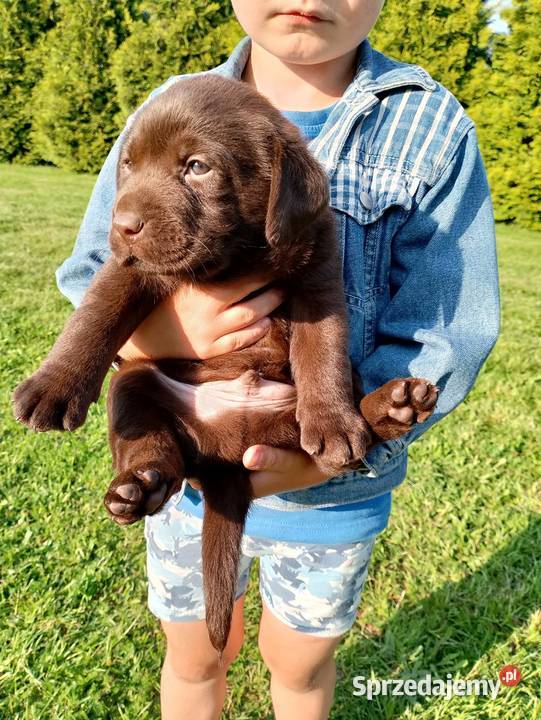 Szczeniaki Labrador Retriever Odolanów