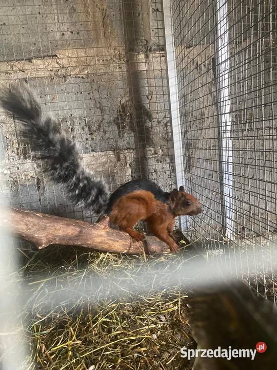 Wiewiorki kostarykańskie Złaków Borowy sprzedam