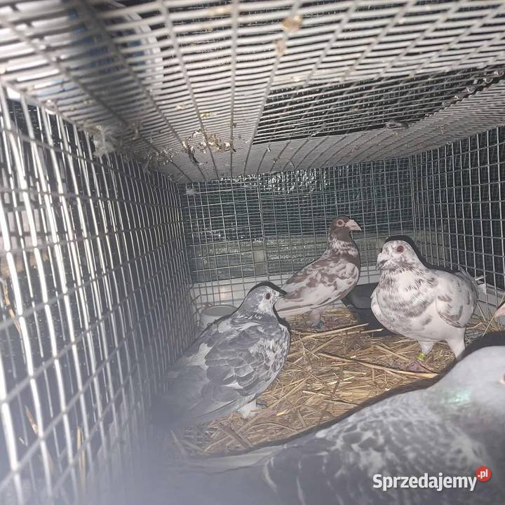 Golebie Niedrzwica Duża