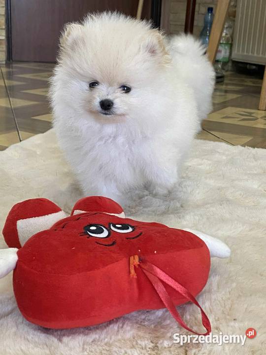 SZPIC MINIATUROWY POMERANIAN ŚLICZNA MALUTKA Warszawa