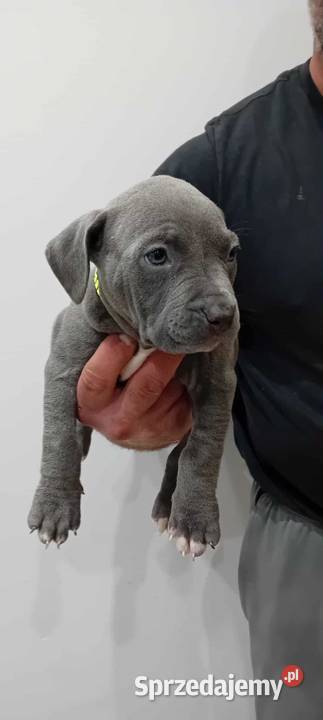 American Staffordshire Terrier Brzeg