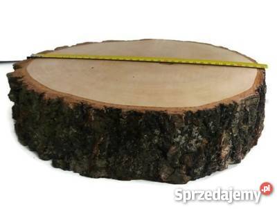 Duży Plastry drewna brzoza 33 gr8 na stolik odcienie brązowego Rybnik