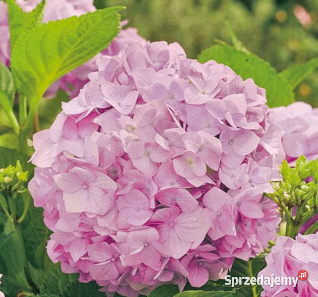 HORTENSJA BOUQUET ROSE sadzonki w doniczkach kujawsko-pomorskie Ustronie