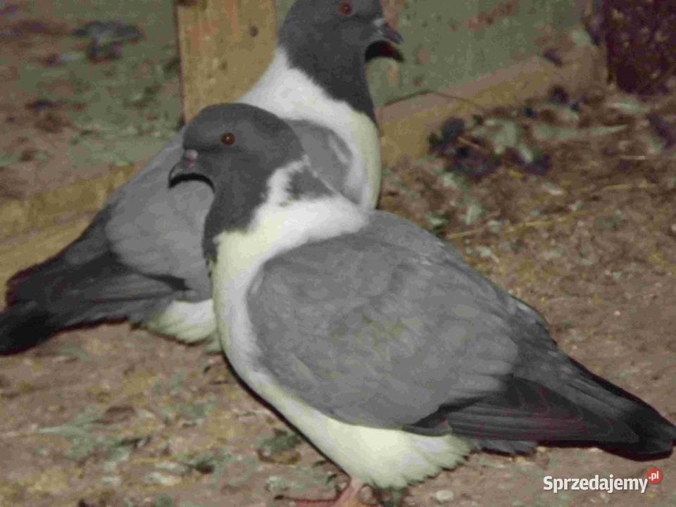 sprzedam gołebie Podborze sprzedam