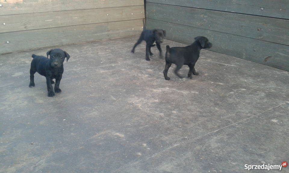 Foksterier jagderrier terier Krzemieniewo sprzedam