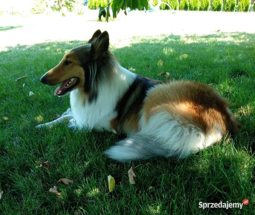 Owczarek szkocki collie piesek Koźmin Wielkopolski