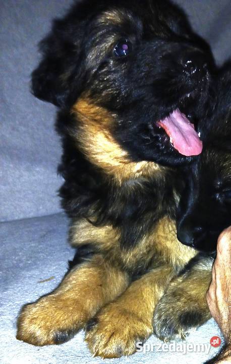 Sprzedam szczeniaki rasy owczarek niemiecki Busko-Zdrój sprzedam