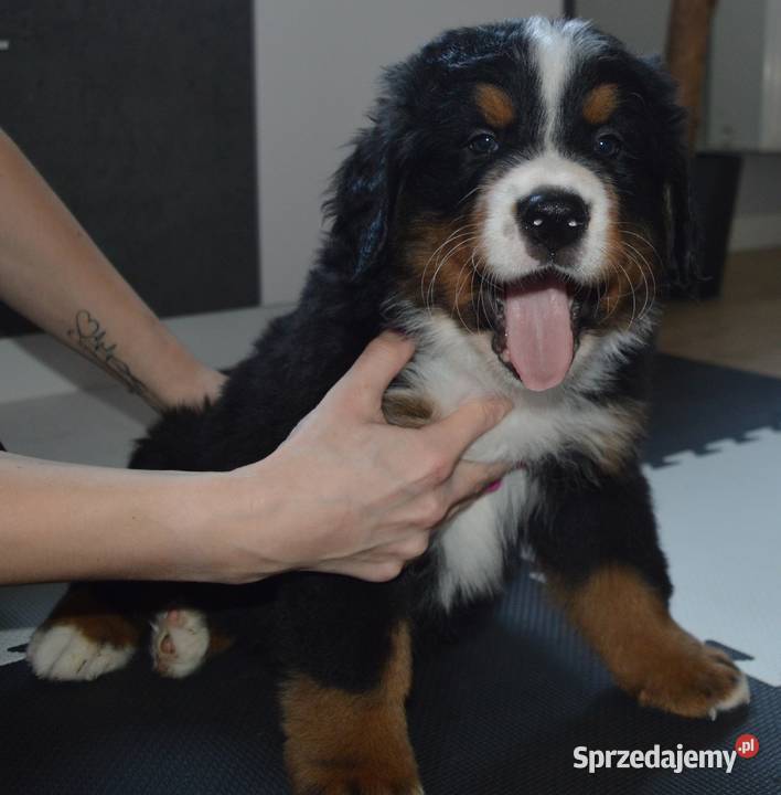 Śliczne Berneńskie psy pasterskie