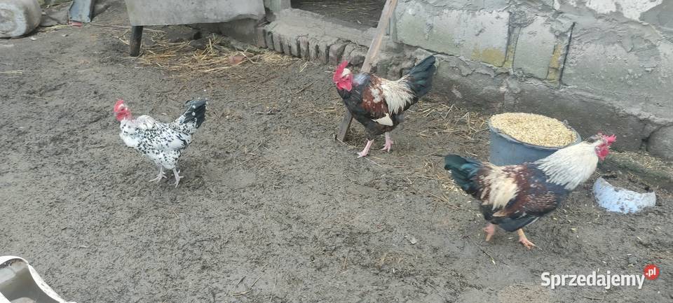 Sprzedam koguty lubelskie Sobieska Wola Druga