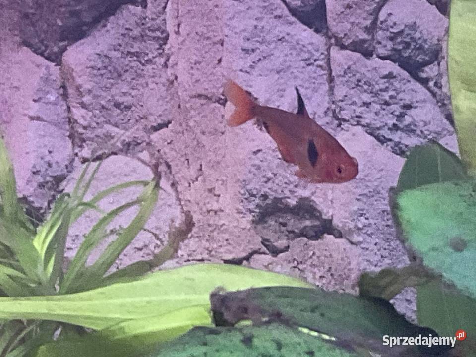 Sprzedam rybki 8 sztuk 30 Ryby Ryby Sosnowiec