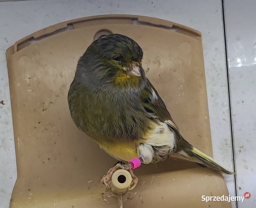 Kanarek kanarki glostery pary Kępno