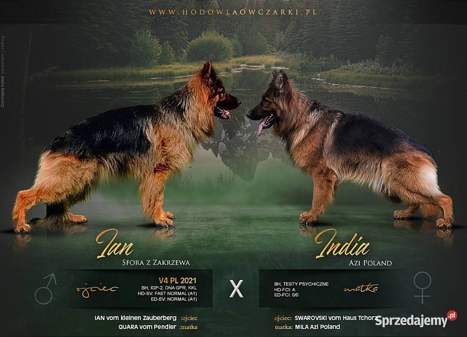 Owczarek Niemiecki FCI Duże Mocne Szczenięta Kraków