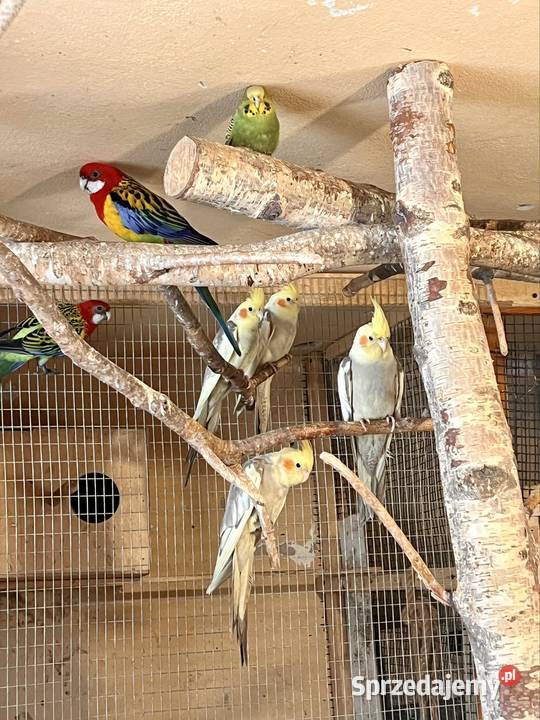 Papugi z domowej hodowli nimfy faliste Kraśnik