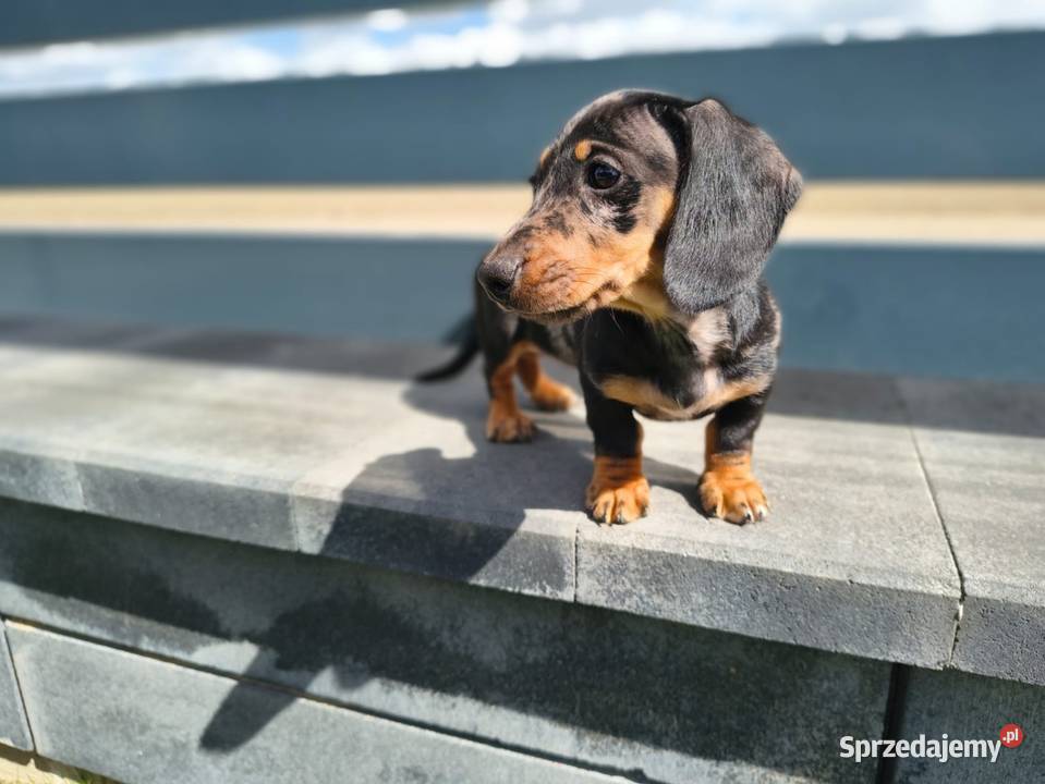 Jamnik Dackel dachshund merle Żychlin