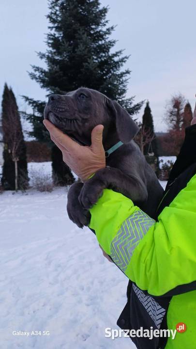 CANE CORSO BLUE piesek Bychawa
