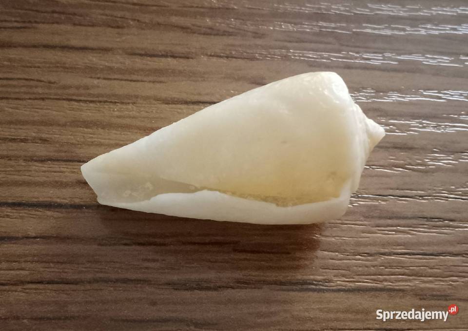 Muszle morskie kpl 19 sztuk kujawsko-pomorskie Nakło nad Notecią sprzedam