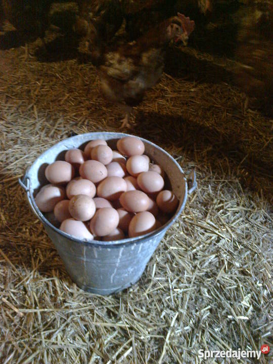 kury nioski 8miesięcy dorosłe noszą jajka detal małopolskie Sobiesęki