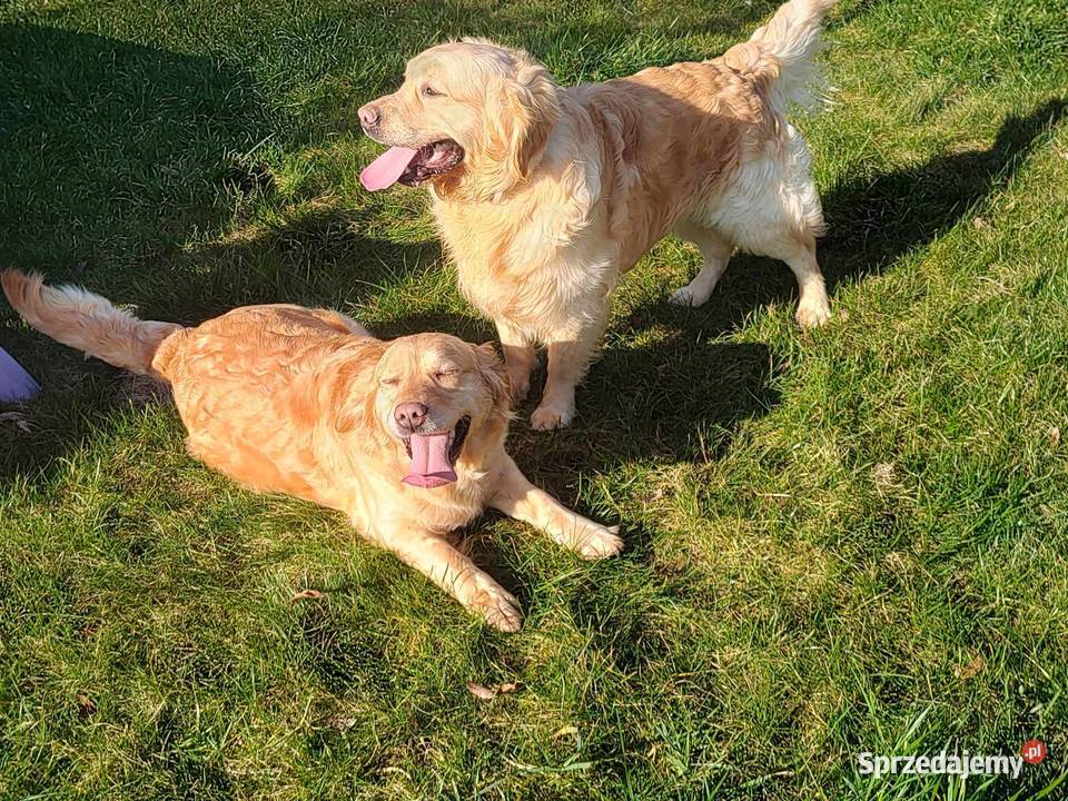 Piękny kremowy Golden Retriever 2 lata łagodny Radomsko