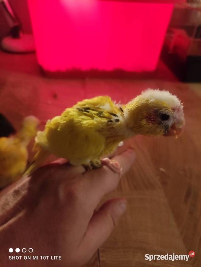 Ręcznie karmione papużki Modrolotki sprzedam Zgierz