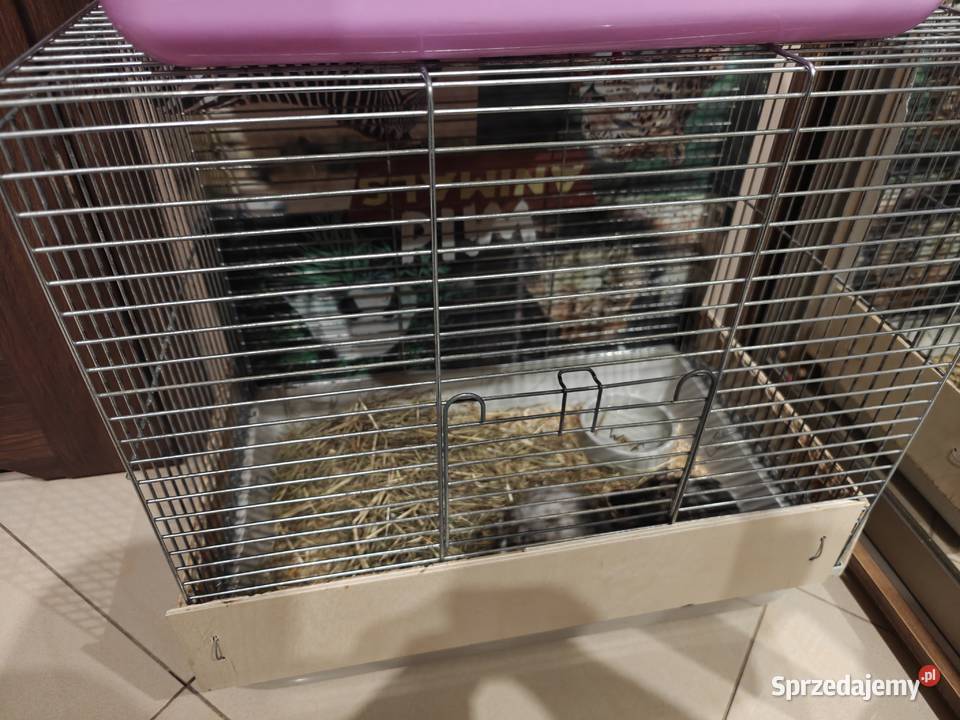 Oddam 2 koszatniczki mazowieckie Radom