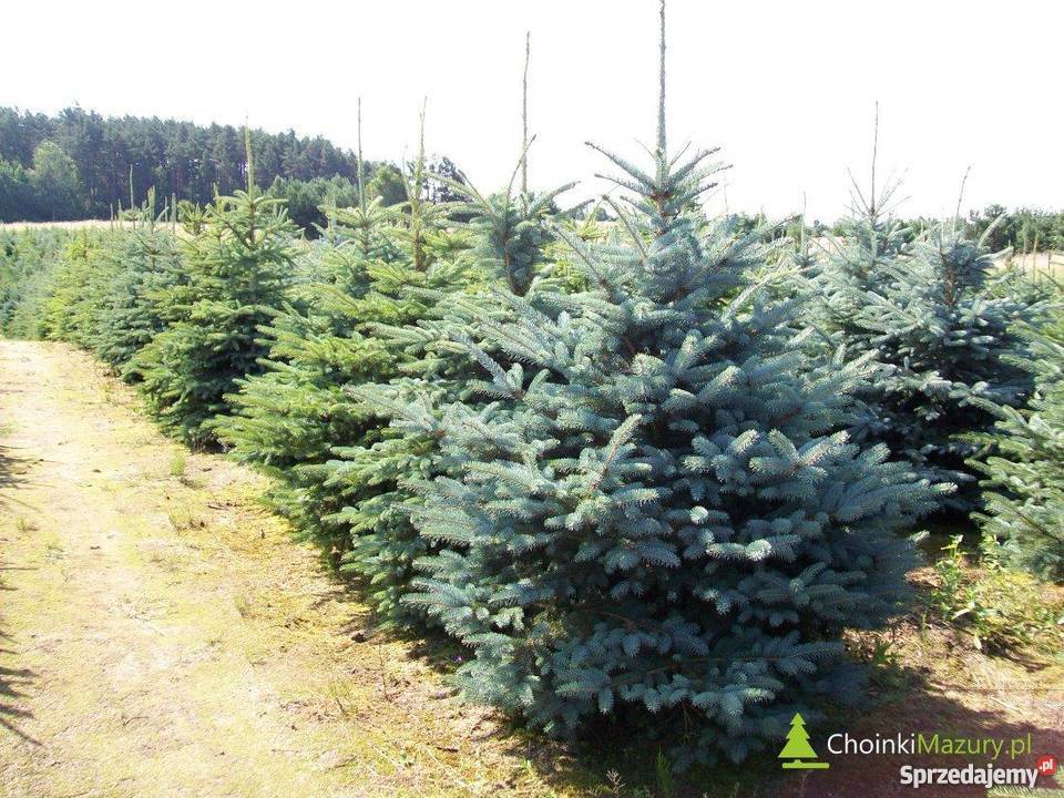 Choinki Świerk Srebrny Kopany 150170 z Plantacji Jedwabno sprzedam