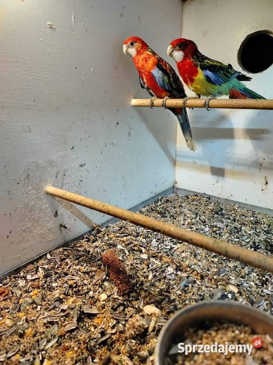 Rozelle białolice para 2025 Jarosław sprzedam