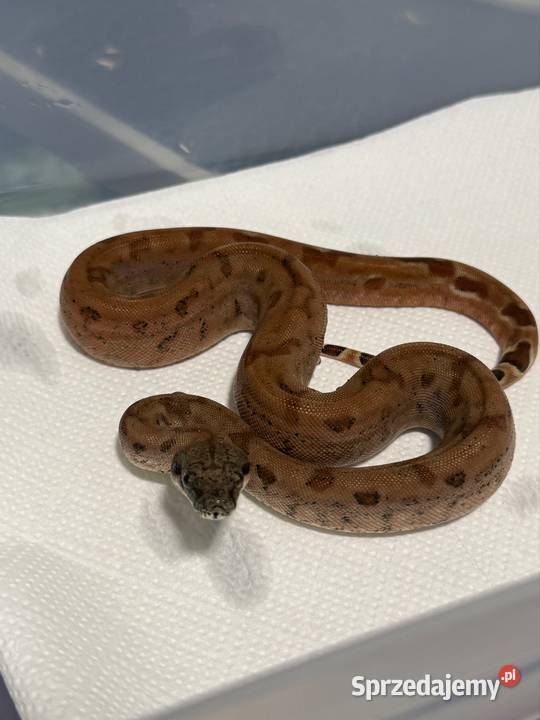 Boa Imperator Dusiciel