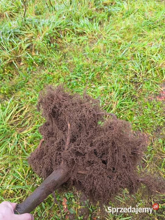 Sadzonki Graba 180 220 Szkółkowane sprzedam